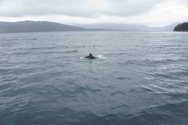Delfin i Picton Bay