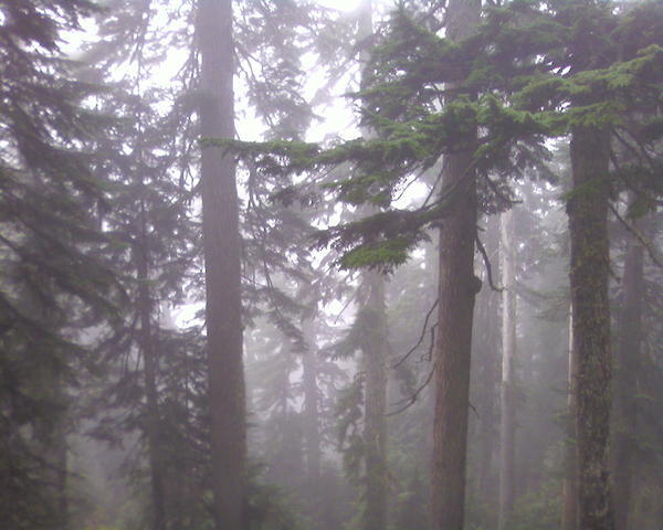 Magickal Forest