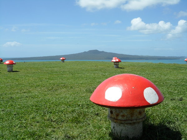 Mushrooms on Mount Victoria