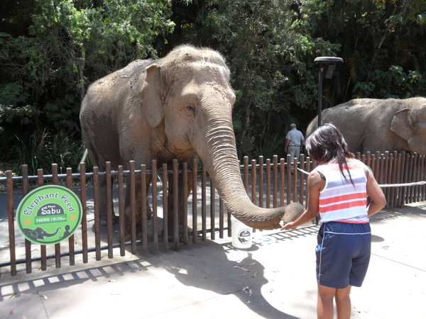 Chloe feeding Asian Elephant