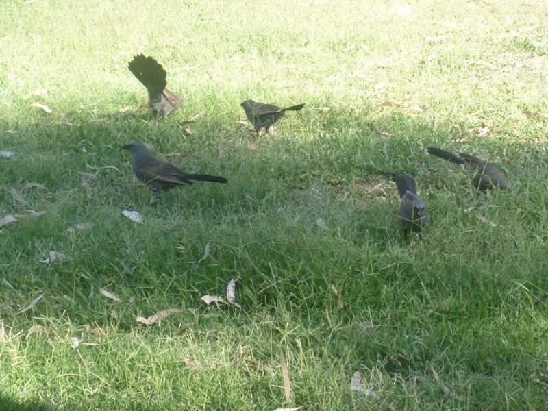 Some birds that visited in the afternoon