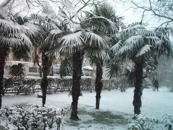Snow on Palm Trees