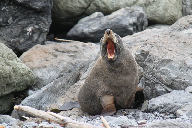 Seal encounters