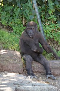 Contemplative Gorilla