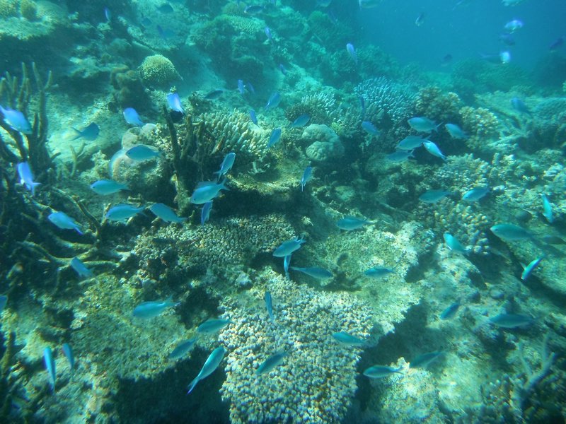 Beautiful coral