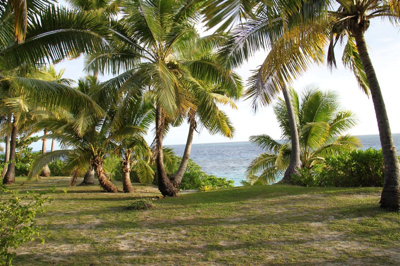 Matamanoa palm trees