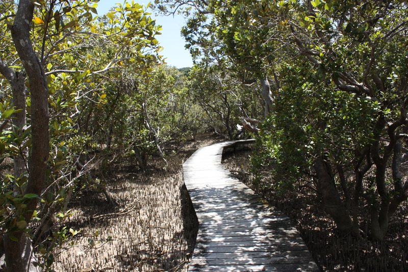 La mangrove