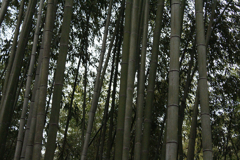 Sagano - La forêt de Bambou