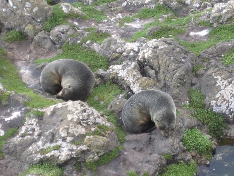 Fur seal rookery