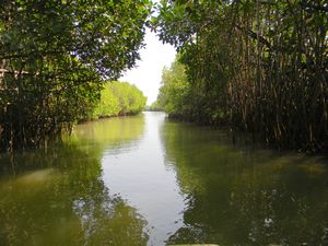 A day trip to Pichavaram,Second largest Mangrove Forest in the world ...