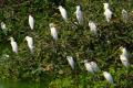 A family of Egrets