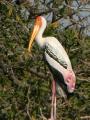 Close up view of a Painted Stork