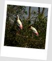 a Pianted stork Couple