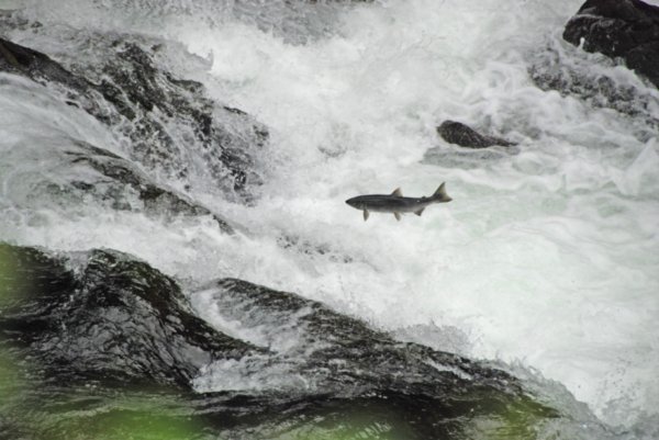 Salmon trying to jump the falls.