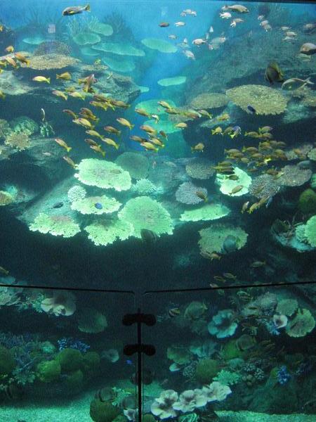 6 metria korkea pala elavaa korallia Bangkokin Ocean Worldissa