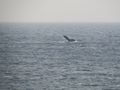Humpback whale spotting from the beach, Tofo