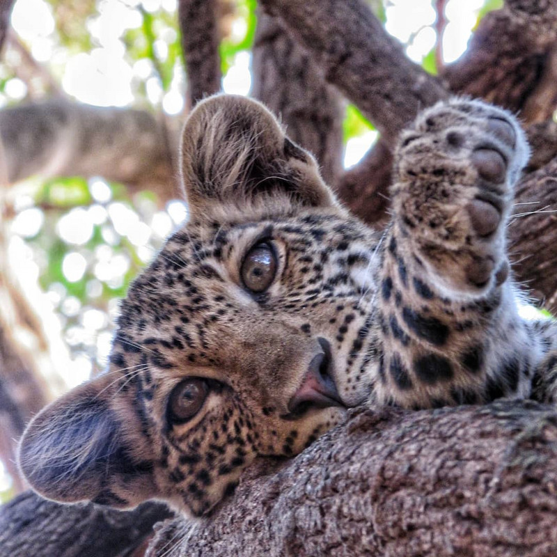 This leopard cub was so close