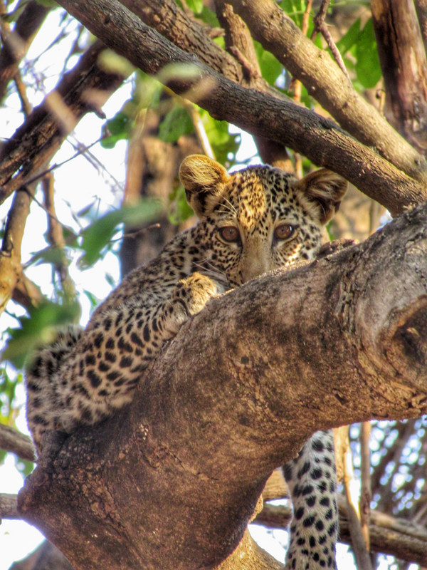 Leopard cub staring right at us