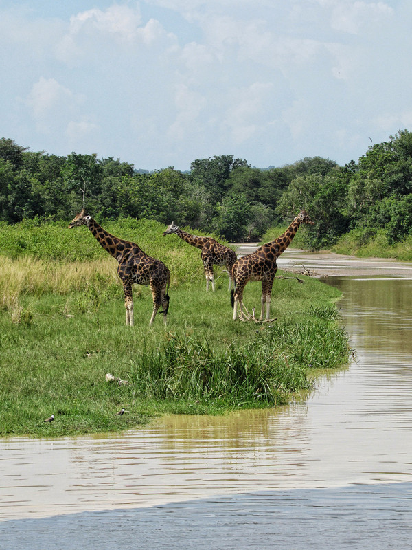 Giraffes on the river safari