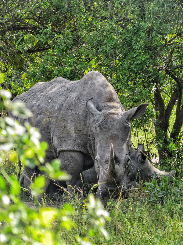 White rhino tracking