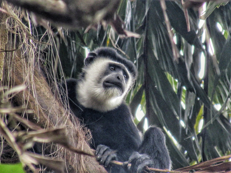 Colobus monkey in the trees