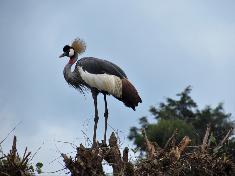The Ugandan national bird - the crane