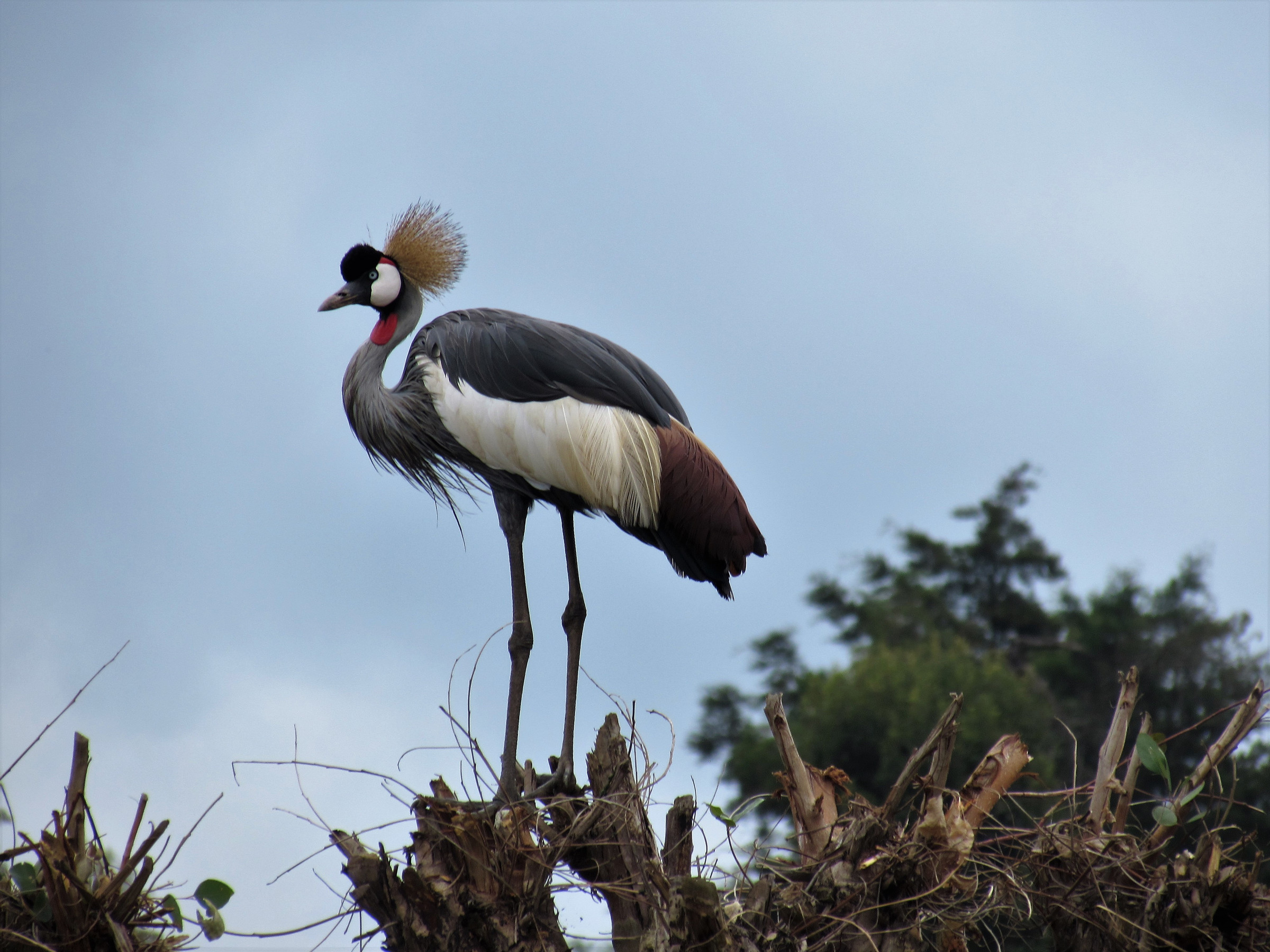 The Ugandan national bird - the crane | Photo