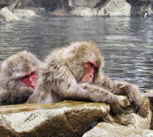 Snow monkey getting a back scratch in the onsen