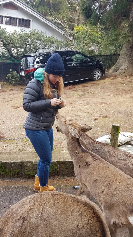 Amy feeding the deer in Nara