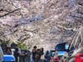 Cherry blossom fever at Gwangalli in Busan