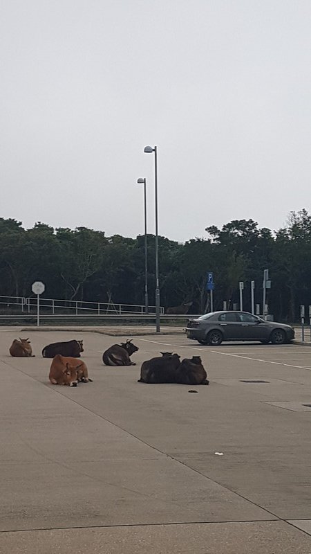 Cow car park, Lantau