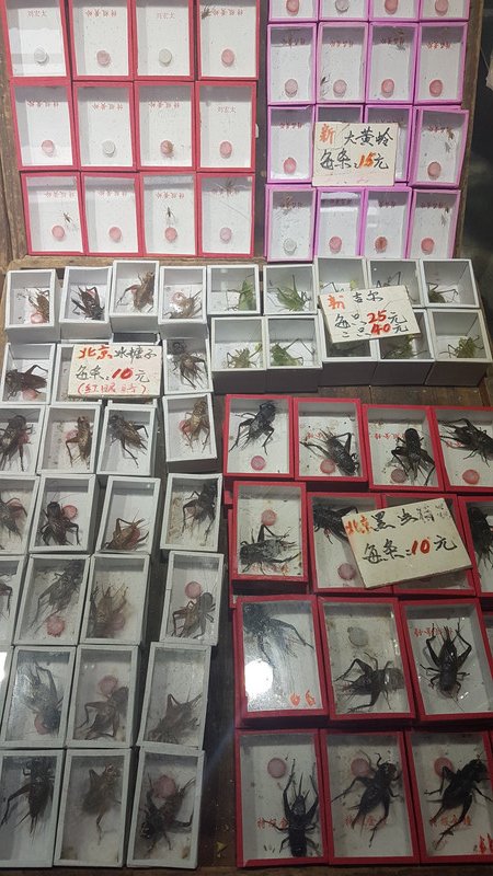 Bugs and fighting crickets for sale, Shanghai