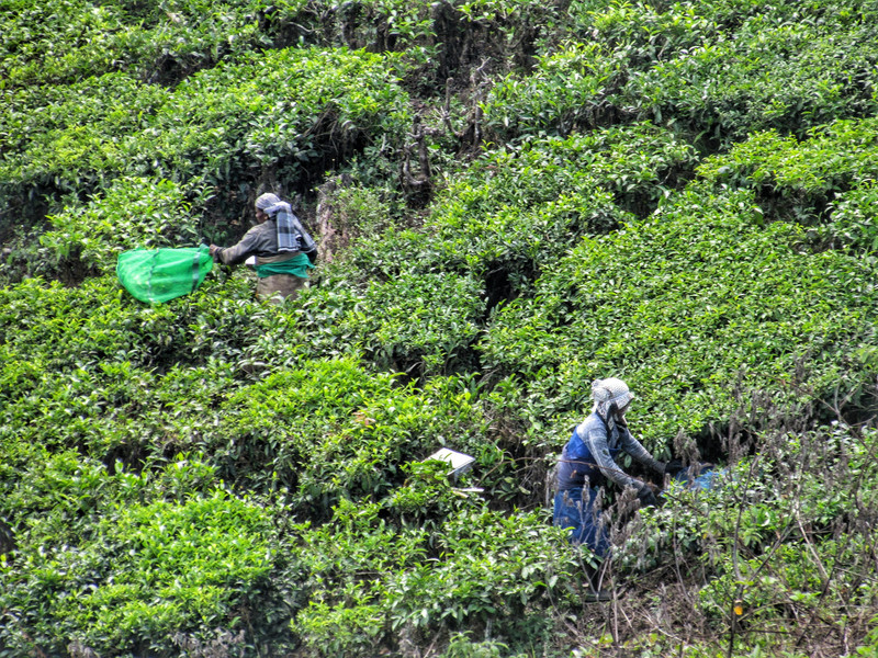 Picking tea leaves in Munnar
