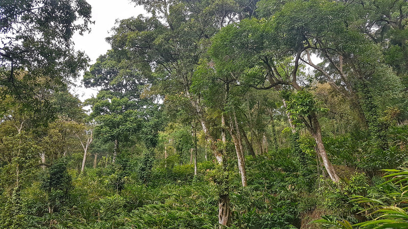 Hiking through the cardamom and banyan tree forest, Munnar