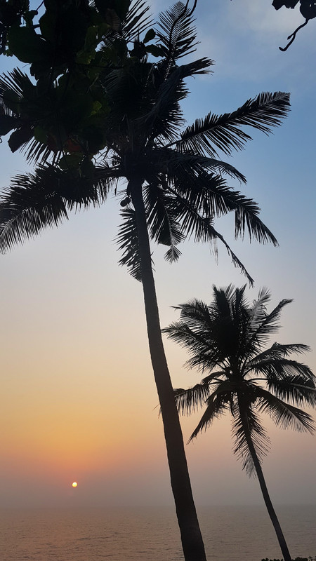 Varkala palm tree sunset