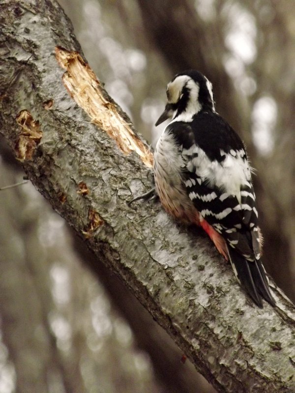 Never thought they'd have woodpeckers here!