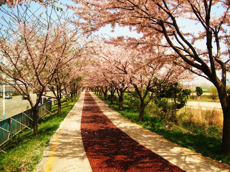 Cherry Blossom in Full Bloom
