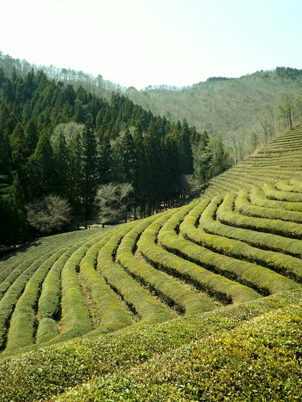 Boseong Green Tea Maze