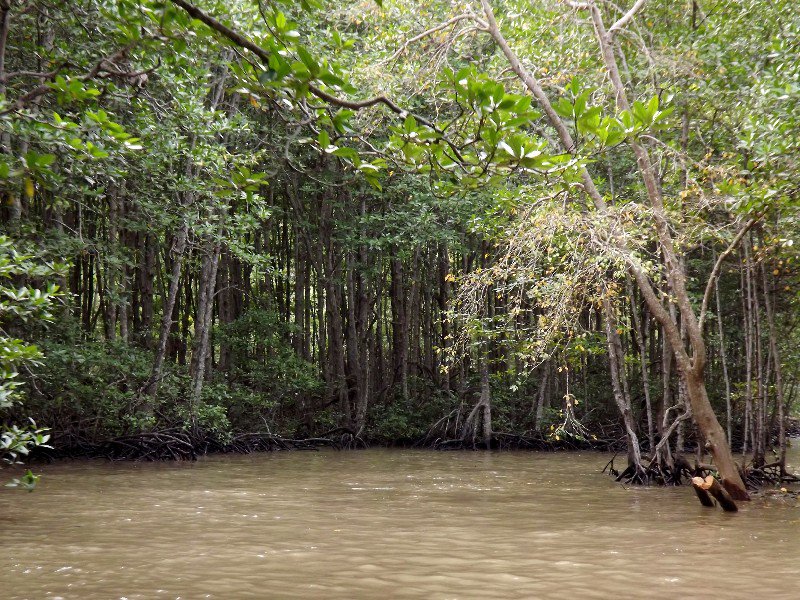 Speedboat through the mangroves