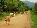 The traffic in Laos