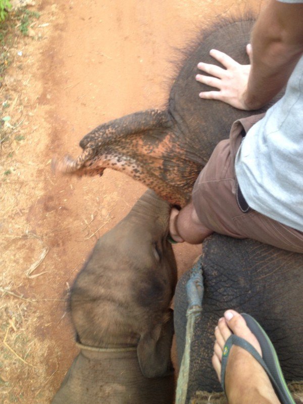 This elephant is eating my foot