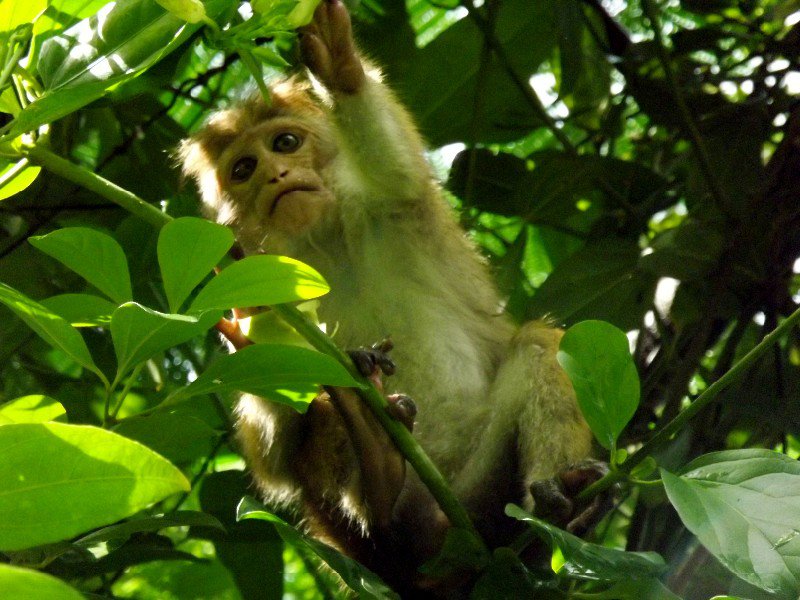 Monkeys in Kandy