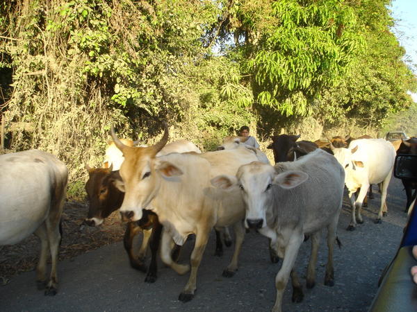 traffic congestion on the road