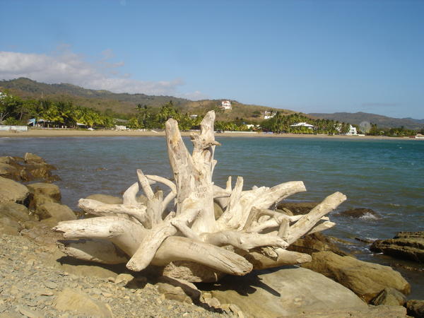 strange tree roots on the rocks