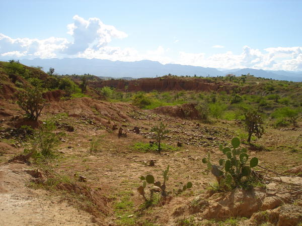 cacti & shrubs of the tatacoa desert