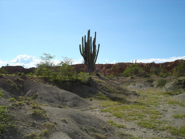 cacti & shrubs of the tatacoa desert