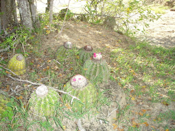 cactus edible fruit in the tatacoa Desert, Colombia