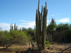 Cactus Life in the desert