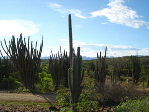 Cactus Life in the desert