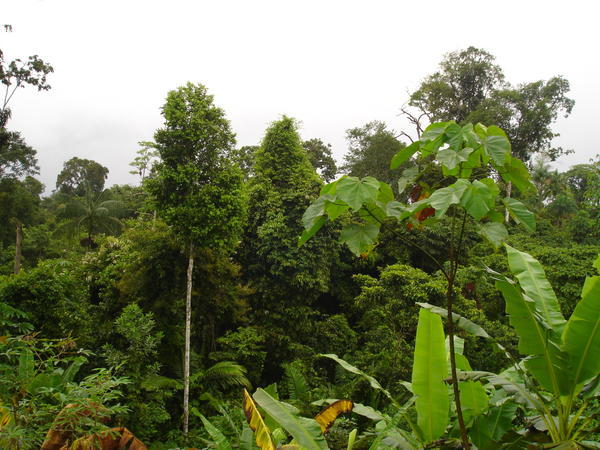 denseness of the amazon jungle